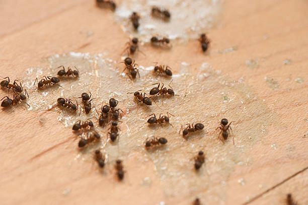 Best Local Pest Control Services  in Brightwaters, NY