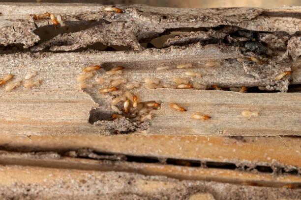 Best Commercial Pest Control Services  in Brightwaters, NY