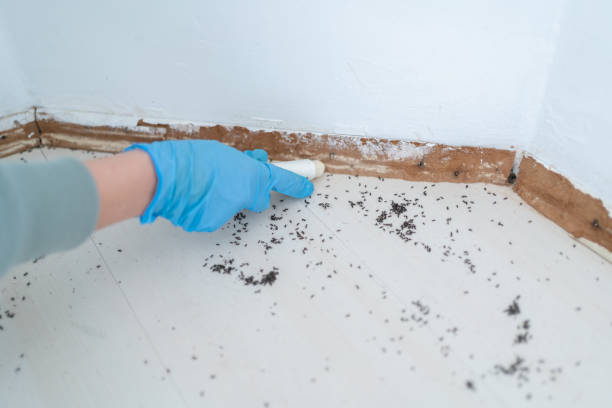 Best Insect Control  in Brightwaters, NY